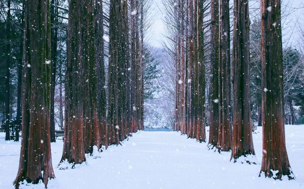 Pakej Saranghaeyo Winter, Korea 6H4M