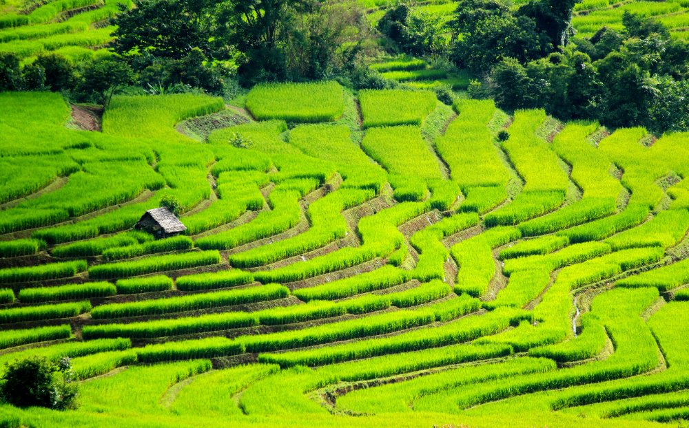 Sawah padi bertingkat di Guangxi, China