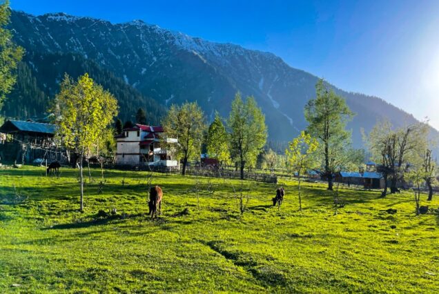 Padang hijau Kashmir