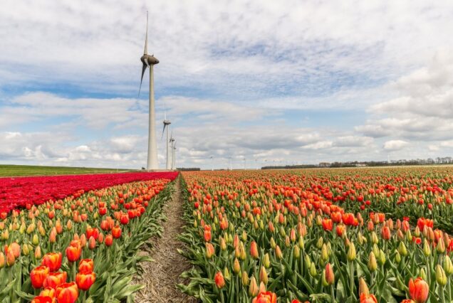 Flower fields and windmills Netherlands