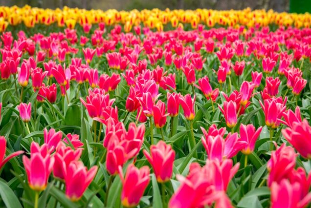 Colorful tulips Keukenhof