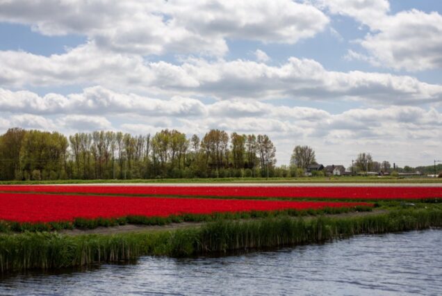 Tulip field Netherlands