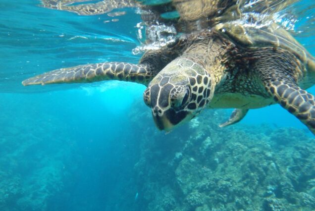 Penyu hijau berenang di laut jernih berhampiran Sipadan, Sabah